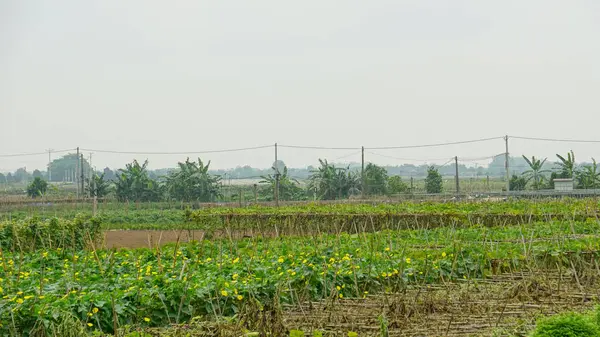 Kırsalın yeşil tarlası