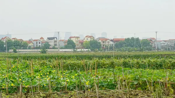 Hollanda 'nın başkentinin manzarası
