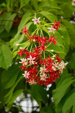 Combretum çiçeğinin açtığı yakın plan görüntüsü