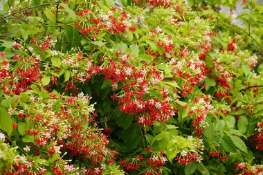 Combretum çiçeğinin açtığı yakın plan görüntüsü