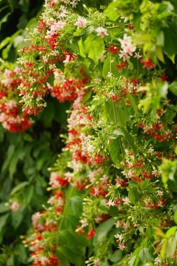 Combretum çiçeğinin açtığı yakın plan görüntüsü