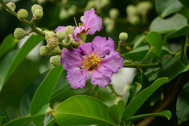 Lagerstroemia Specosa çiçeğinin açık hava bahçesinde açtığı yakın plan.