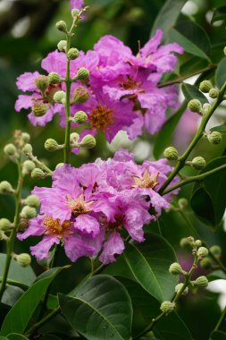 Lagerstroemia Specosa çiçeğinin açık hava bahçesinde açtığı yakın plan.