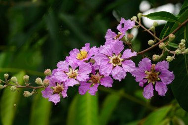 Lagerstroemia Specosa çiçeğinin açık hava bahçesinde açtığı yakın plan.