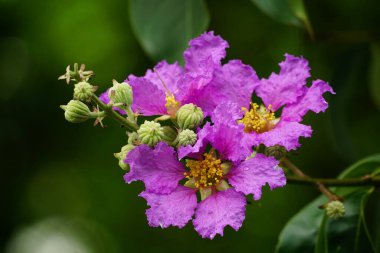 Lagerstroemia Specosa çiçeğinin açık hava bahçesinde açtığı yakın plan.