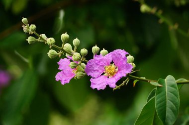 Lagerstroemia Specosa çiçeğinin açık hava bahçesinde açtığı yakın plan.