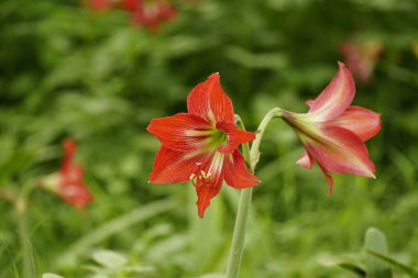 Bahçede açan Amaryllis çiçeklerine yakın çekim