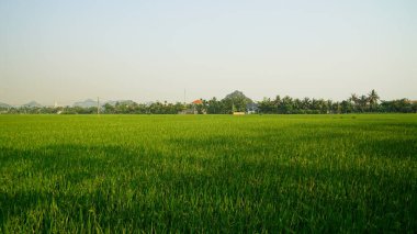 Mavi gökyüzü olan pirinç tarlası