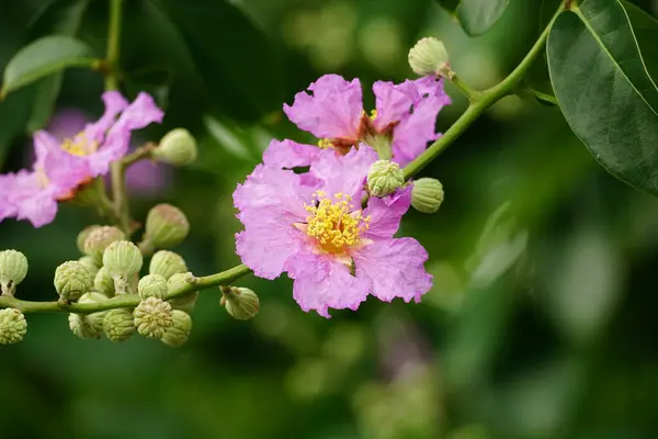 Stock image Close-up of Lagerstroemia speciosa flower blooming in the outdoor garden