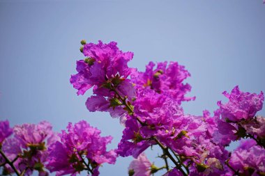 Mor Lagerstroemia Specosa çiçekleri açar.