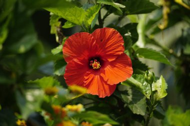 Mor Lagerstroemia Specosa çiçekleri açar.