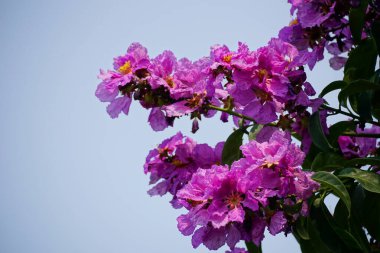 Mor Lagerstroemia Specosa çiçekleri açar.