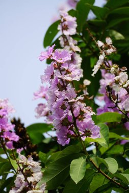 Mor Lagerstroemia Specosa çiçekleri açar.