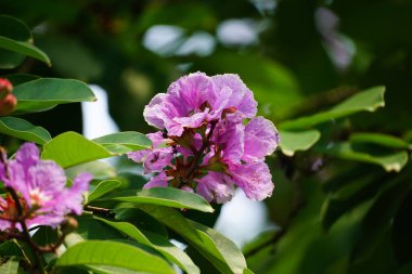 Mor Lagerstroemia Specosa çiçekleri açar.