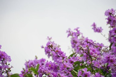 Mor Lagerstroemia Specosa çiçekleri açar.