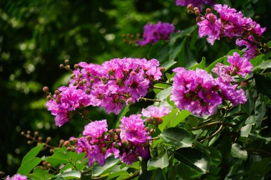 Mor Lagerstroemia Specosa çiçekleri açar.