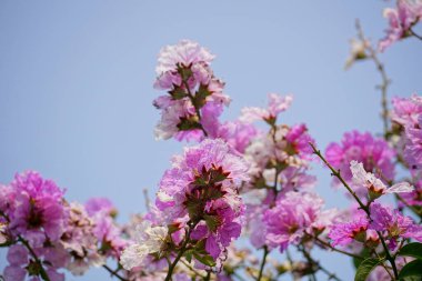Mor Lagerstroemia Specosa çiçekleri açar.