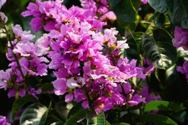 Mor Lagerstroemia Specosa çiçekleri açar.