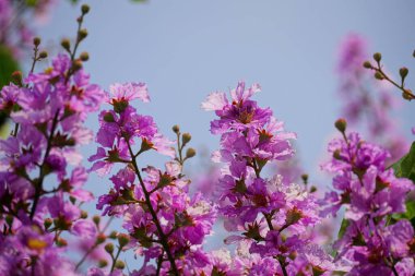 Mor Lagerstroemia Specosa çiçekleri açar.