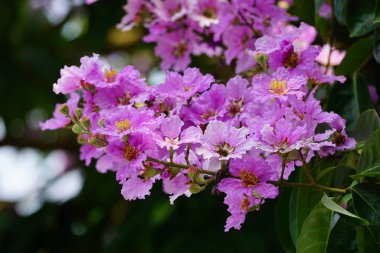 Mor Lagerstroemia Specosa çiçekleri açar.