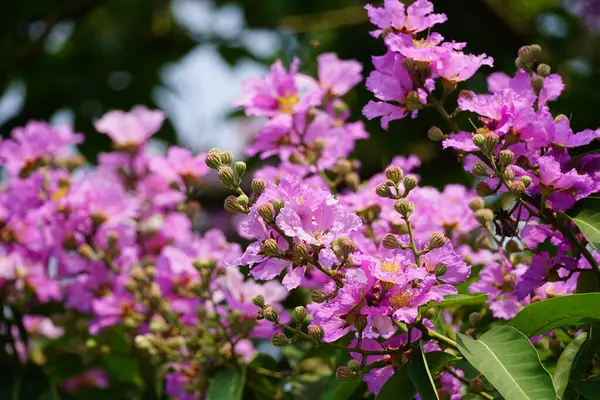 Mor Lagerstroemia Specosa çiçekleri açar.