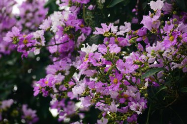 Mor Lagerstroemia Specosa çiçekleri doğal olarak açar.