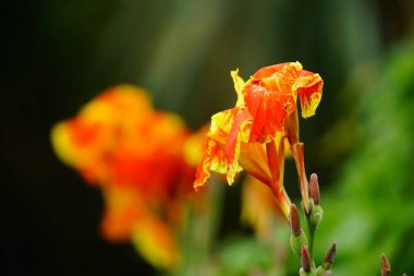 Canna Edulis Ker çiçeğinin yakın çekimi