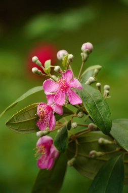 Açan vahşi Rhodomyrtus tomentosa çiçeğinin yakın çekimi