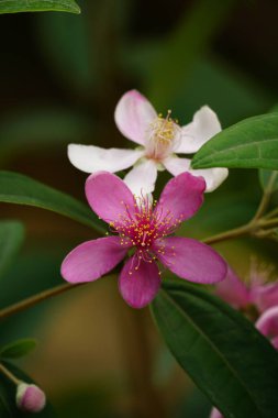 Açan vahşi Rhodomyrtus tomentosa çiçeğinin yakın çekimi