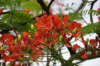 Kırmızı Delonix çiçek açar ağaçta.