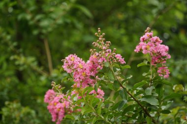 Rosa multiflora çiçekleri bahçede açar.