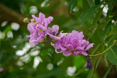 Lagerstroemia speciosa çiçekleri bahçede açar.