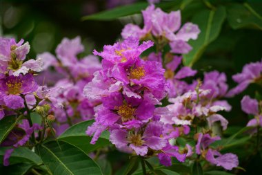 Lagerstroemia speciosa çiçekleri bahçede açar.