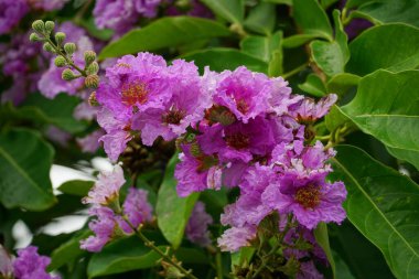 Lagerstroemia speciosa çiçekleri bahçede açar.