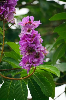 Lagerstroemia speciosa çiçekleri bahçede açar.