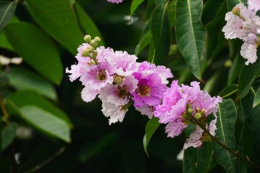 Lagerstroemia speciosa çiçekleri bahçede açar.