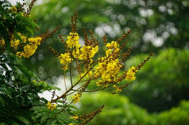 Peltophorum pterocarpum çiçekleri bahçede açar, bitki örtüsü doğada açar.
