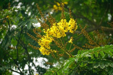 Peltophorum pterocarpum çiçekleri bahçede açar, bitki örtüsü doğada açar.