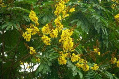 Peltophorum pterocarpum çiçekleri bahçede açar, bitki örtüsü doğada açar.