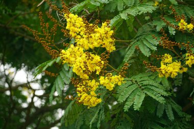 Peltophorum pterocarpum çiçekleri bahçede açar, bitki örtüsü doğada açar.