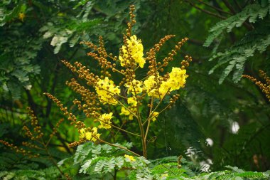 Peltophorum pterocarpum çiçekleri bahçede açar, bitki örtüsü doğada açar.