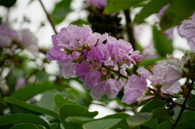 Lagerstroemia speciosa çiçekleri bahçede açar.