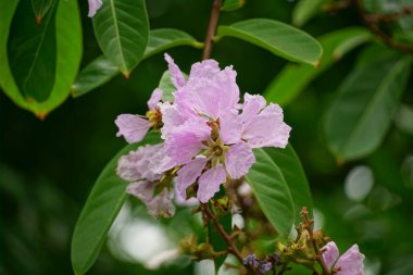 Lagerstroemia speciosa çiçekleri bahçede açar.