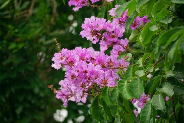 Lagerstroemia speciosa çiçekleri bahçede açar.