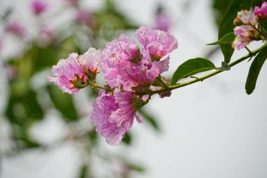 Lagerstroemia speciosa çiçekleri bahçede açar.