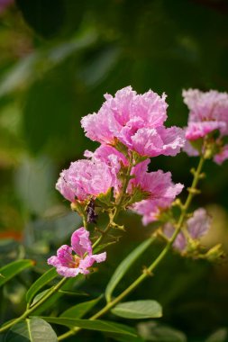 Lagerstroemia speciosa çiçekleri bahçede açar.