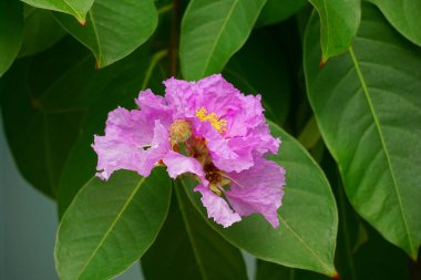 Lagerstroemia speciosa çiçekleri bahçede açar.