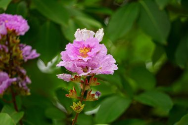 Lagerstroemia speciosa çiçekleri bahçede açar.