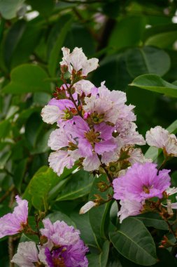 Lagerstroemia speciosa çiçekleri bahçede açar.