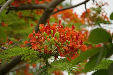 Delonix regia çiçekleri doğal bir arka planda çiçek açar.